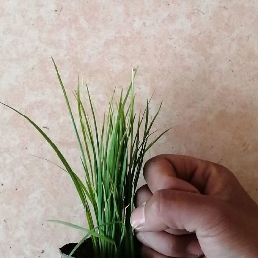 天津马兰头 马兰，马莲