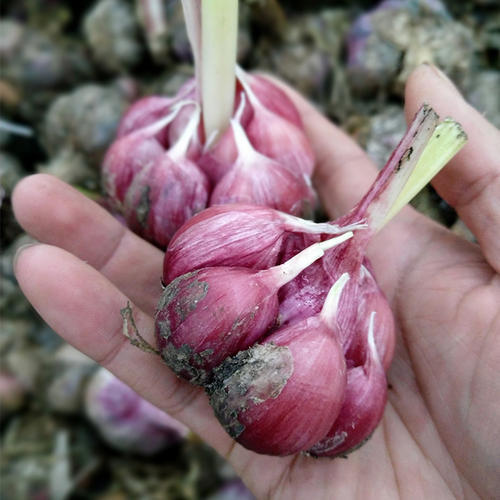 鹤庆县红皮蒜 云南省大理白族自治州鹤庆县 混级统货 新蒜 库外蒜 鲜蒜 
