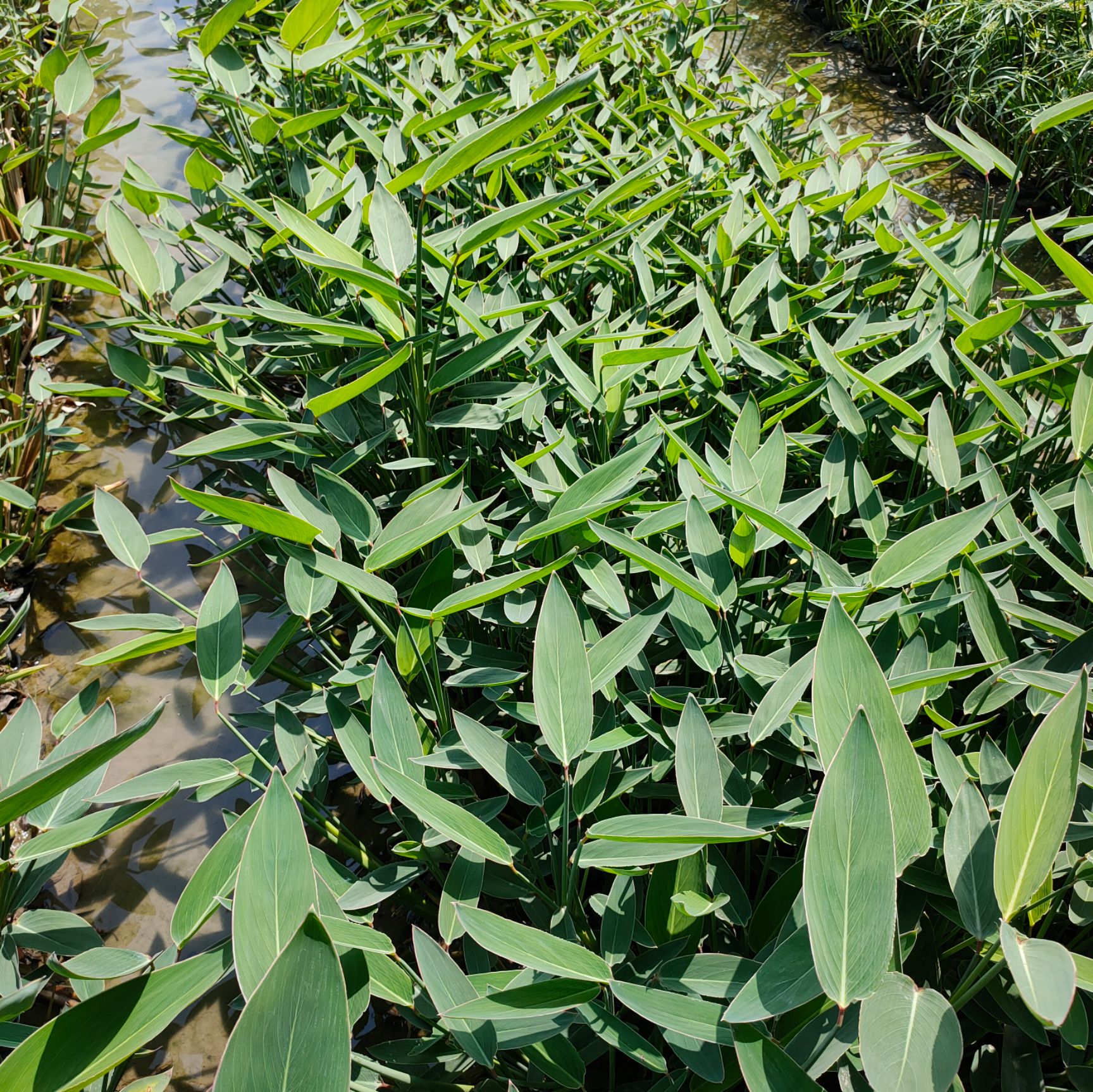  水生植物再力花