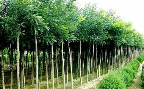 庆阳国槐4-5公分