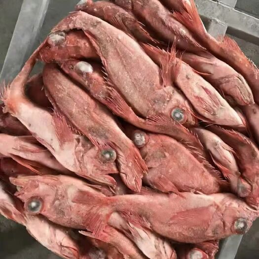 青岛红石斑鱼  挪威红鱼