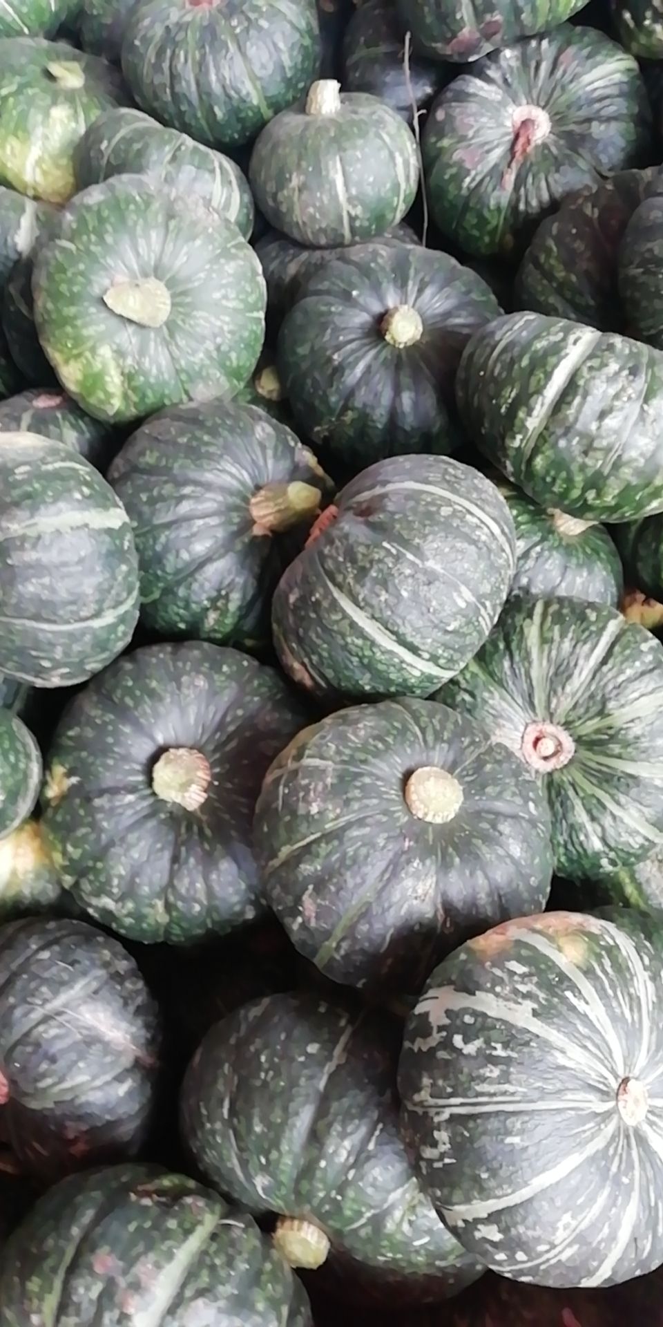 板栗南瓜  南瓜，整车，和5千斤左右电商，有黑晶，板栗，银板栗品种