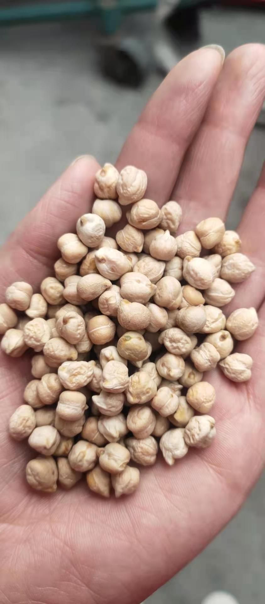 鹰嘴豆  批发，小颗粒的毫米的，中颗粒毫米，大颗粒