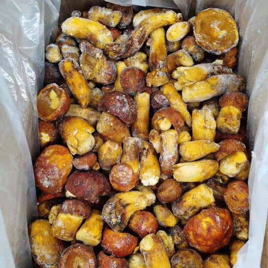 昆明冰鲜冷冻B货野生黄牛肝菌批发