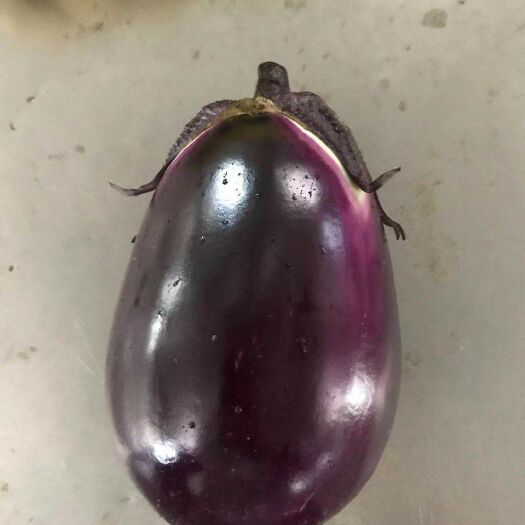 临澧县 茄子