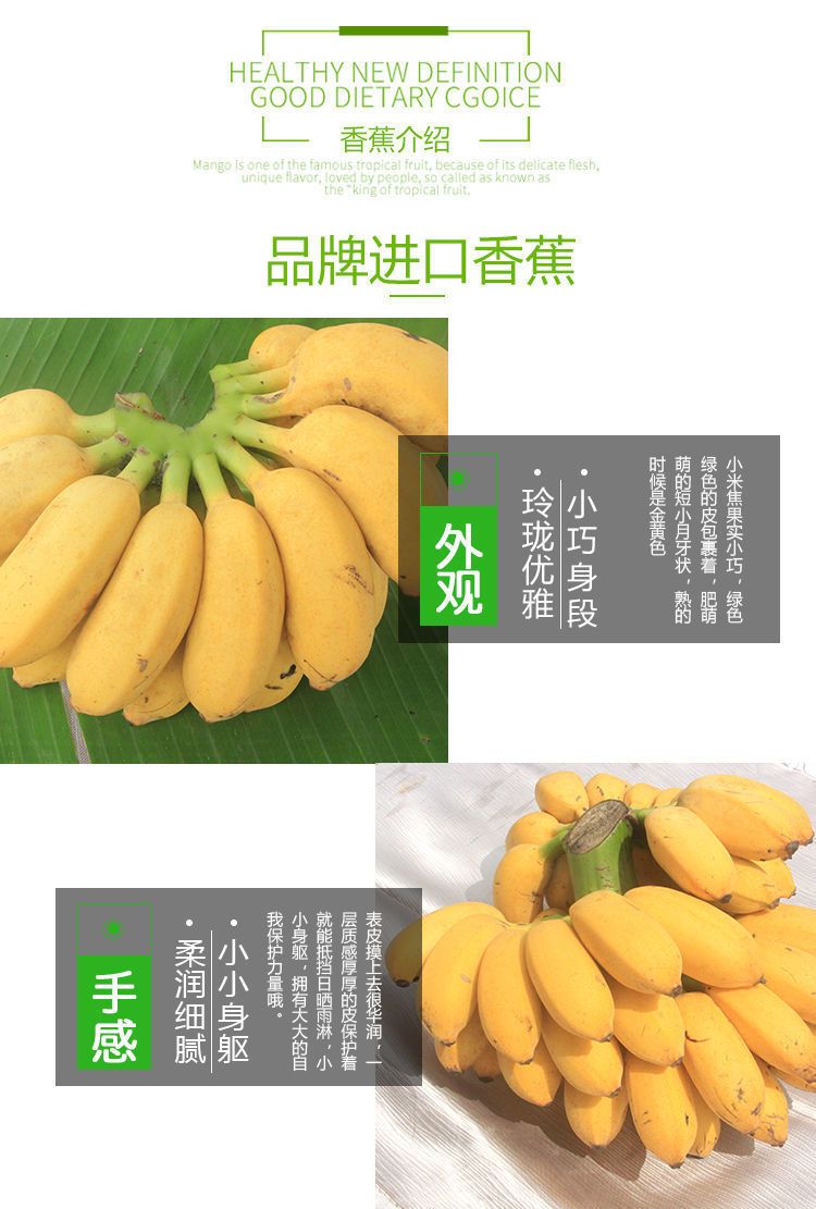 【泡沫箱】广东粉蕉西贡蕉新鲜香蕉水果 现摘现发3斤/5斤/9