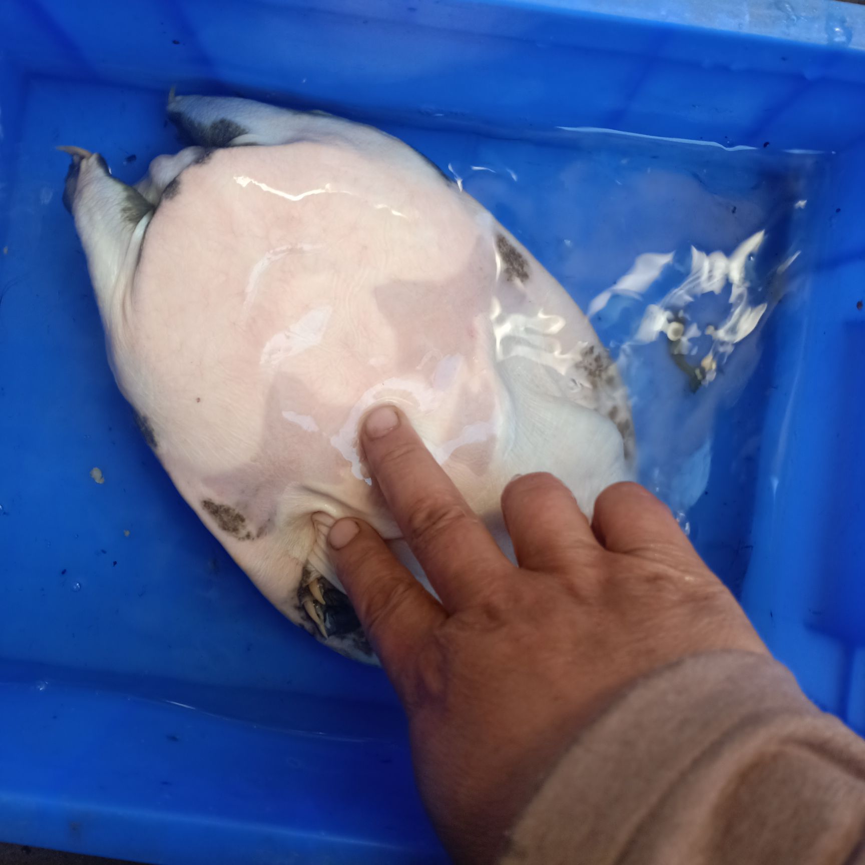 清溪花鳖  大别山深山溪水甲鱼，品相如下