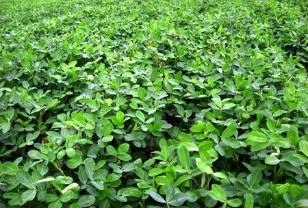 大城县 小麦秸秆，玉米秸秆，花生秸秆，牛羊驴马鸡鸭兔鹅专用牧草