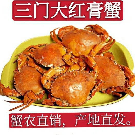 三门县青蟹  三门大红膏蟹本地特色红膏红膏蟹鲜活猷蠓蟹特大母螃蟹红膏海鲜