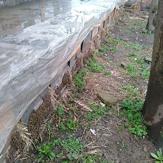 云梦县意大利蜜蜂 意蜂整场出售，100箱生产群