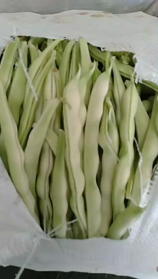莒县山东优质芸豆，九粒白芸豆，白不老开始大量上市