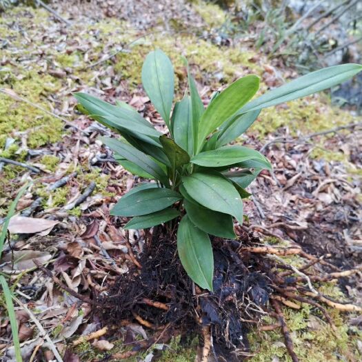 独山县兰花 不含盆