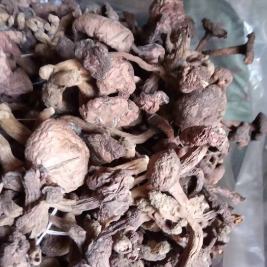 丰宁县蘑菇 优质肉蘑，量大从优