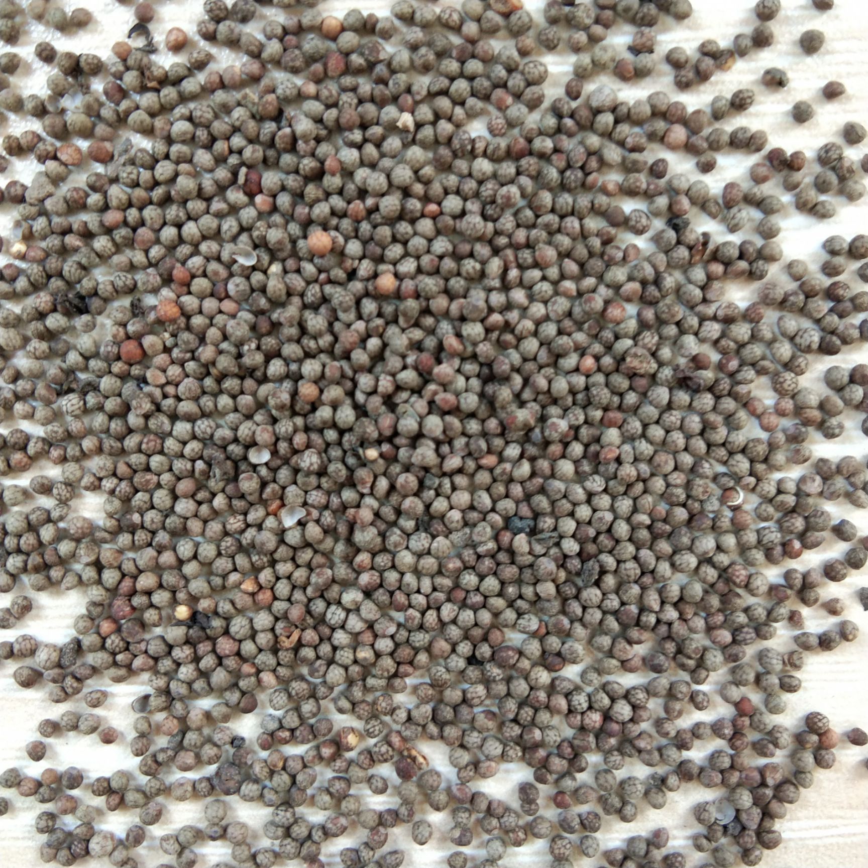 新产紫苏种子 紫苏籽 单面苏子 双面苏子 紫苏叶种子