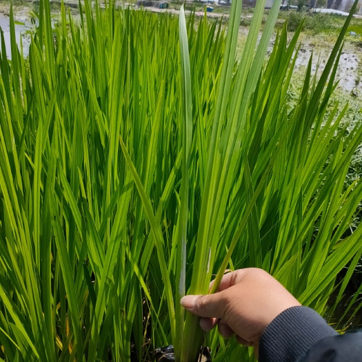 漳浦县 菖蒲