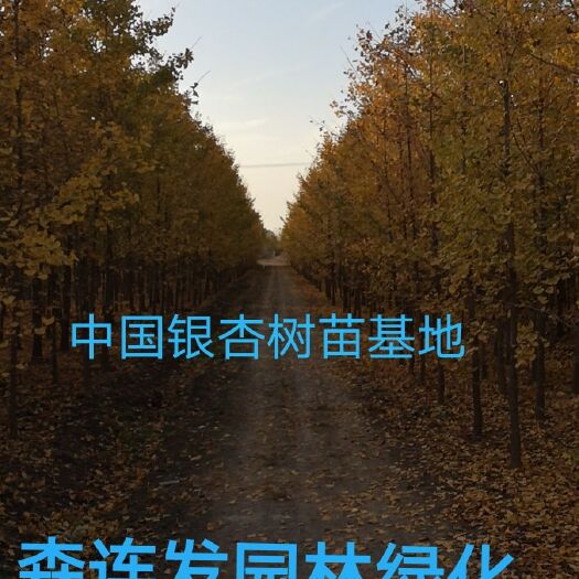 郯城县银杏树苗  银杏苗木 银杏实生树苗