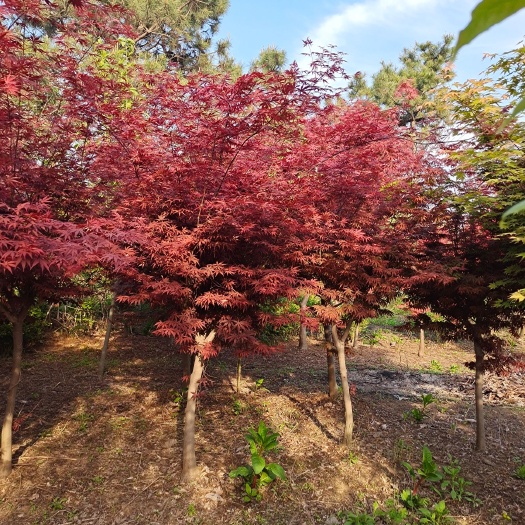 沭阳县 红枫，日本红枫，中国红枫，美国红枫