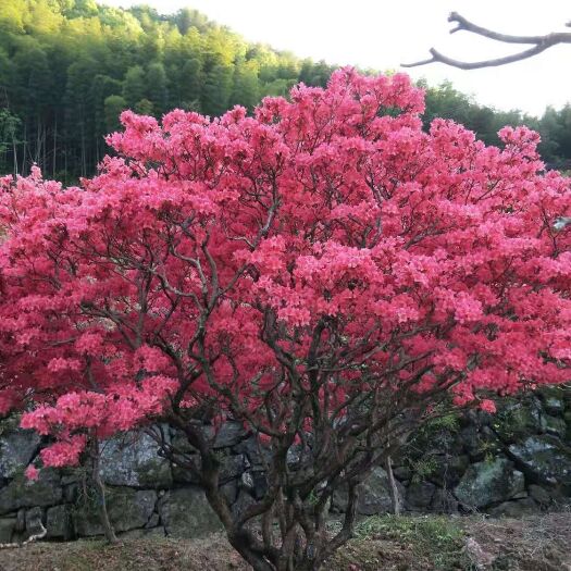 岳西县国旗红杜鹃 安徽大别山国旗红映山红