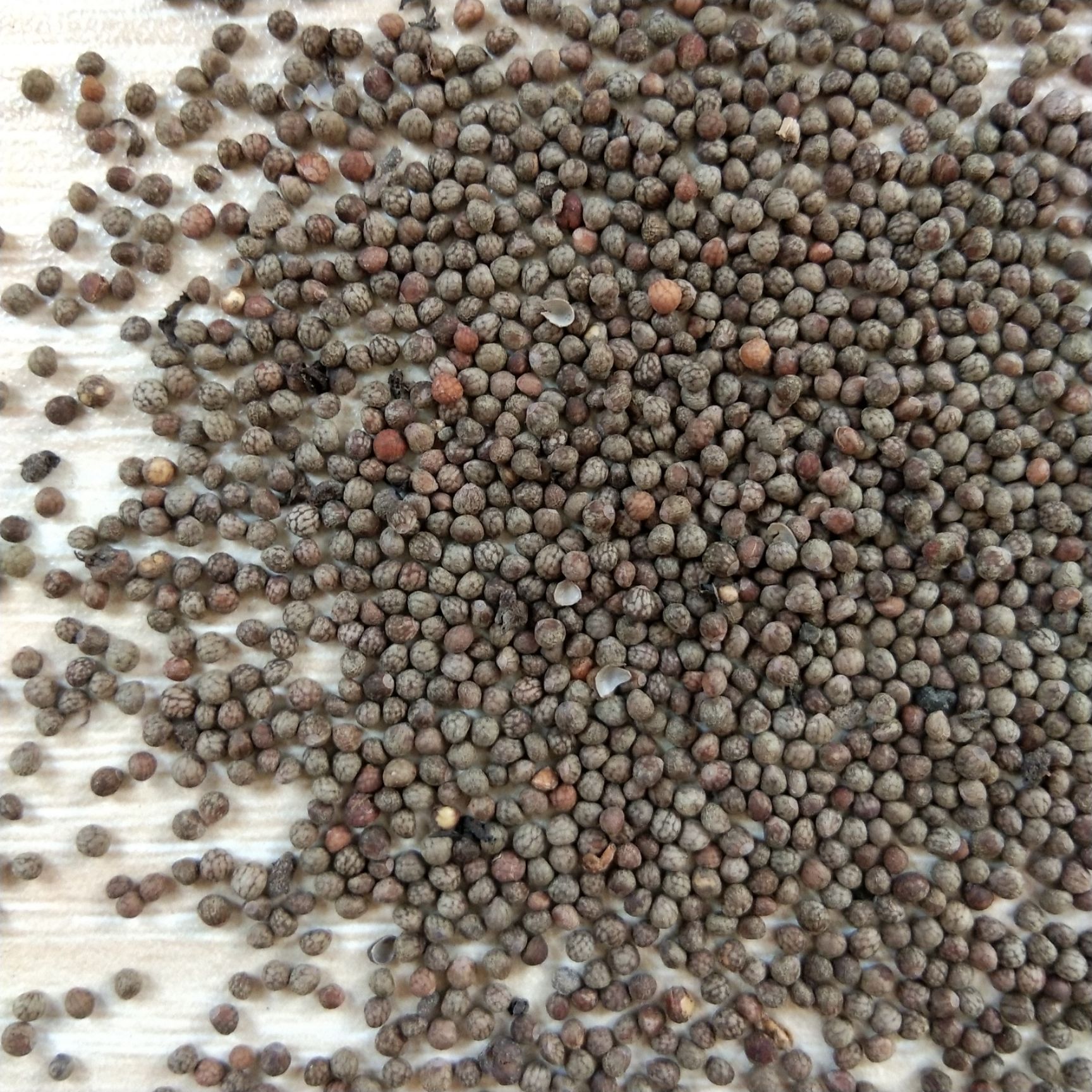 新产紫苏种子 紫苏籽 单面苏子 双面苏子 紫苏叶种子