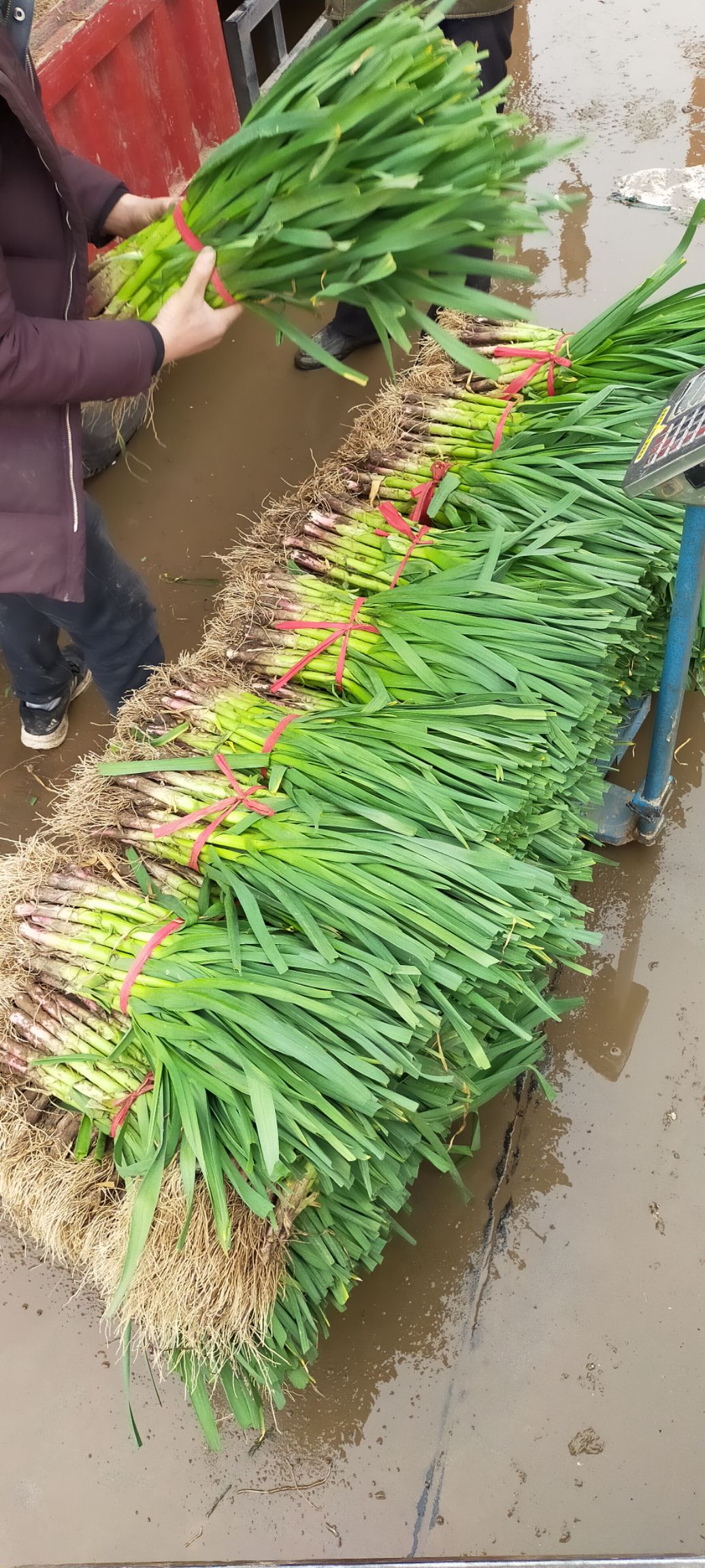 河北邯郸基地红根蒜苗大量上市质量好