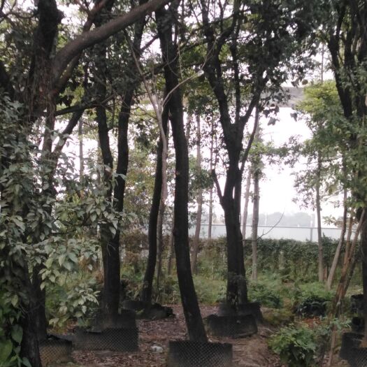 香樟 