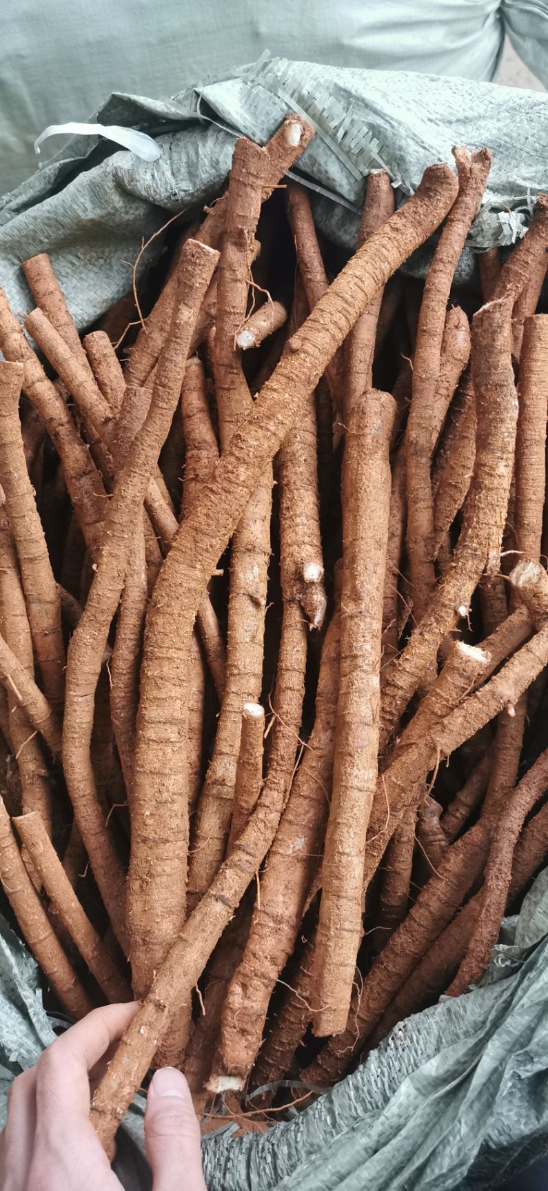 牛大力  新鲜黄皮牛根货（中大统根）(小根软根)量大优惠