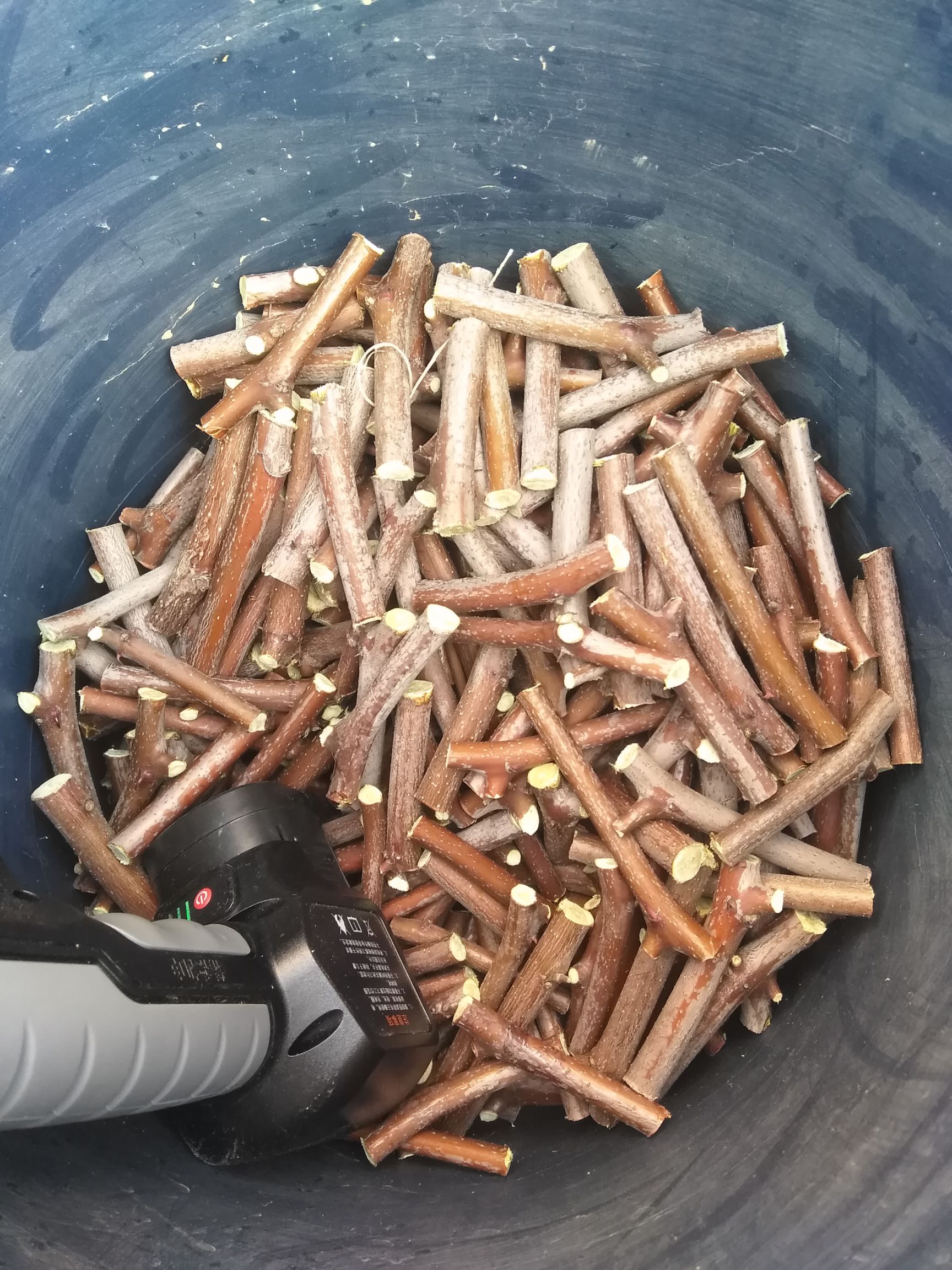 冬枣接穗  中华蟠枣接穗