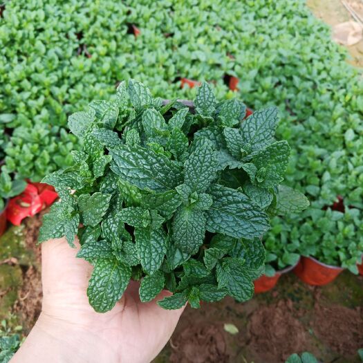 青州市薄荷花草价格不稳定，具体价格拍下后详谈