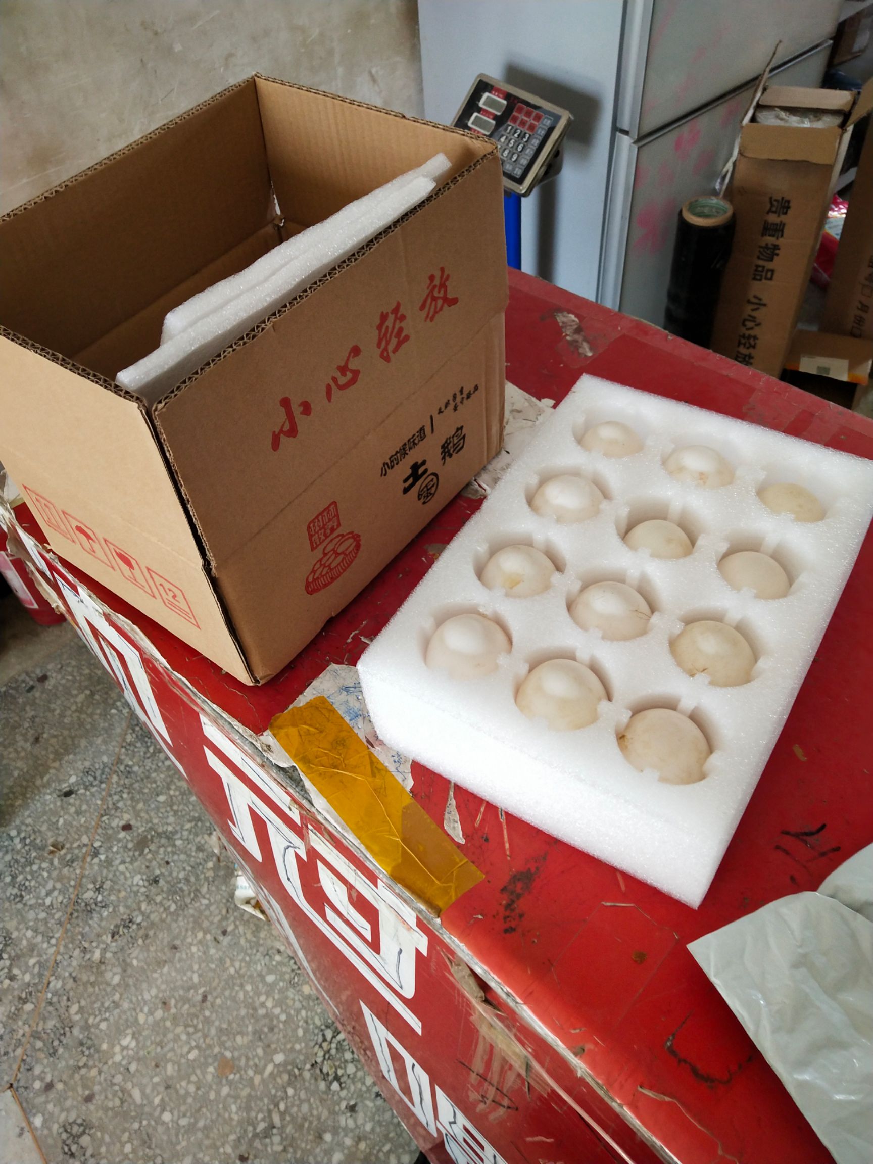 雁鹅种蛋