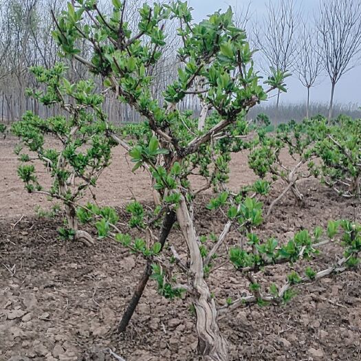 巨鹿县四季金银花苗 出售盆景金银花树，苗，以及占地树，苗等苗木