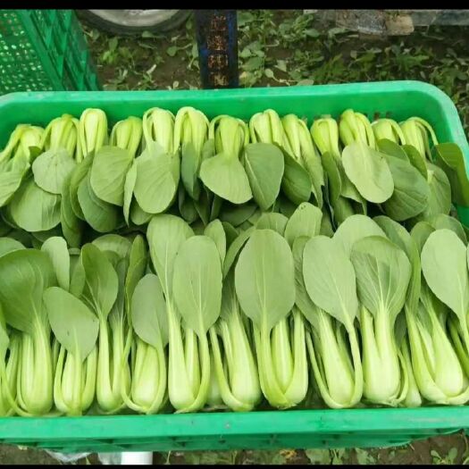 邯郸小油菜 ，上海青