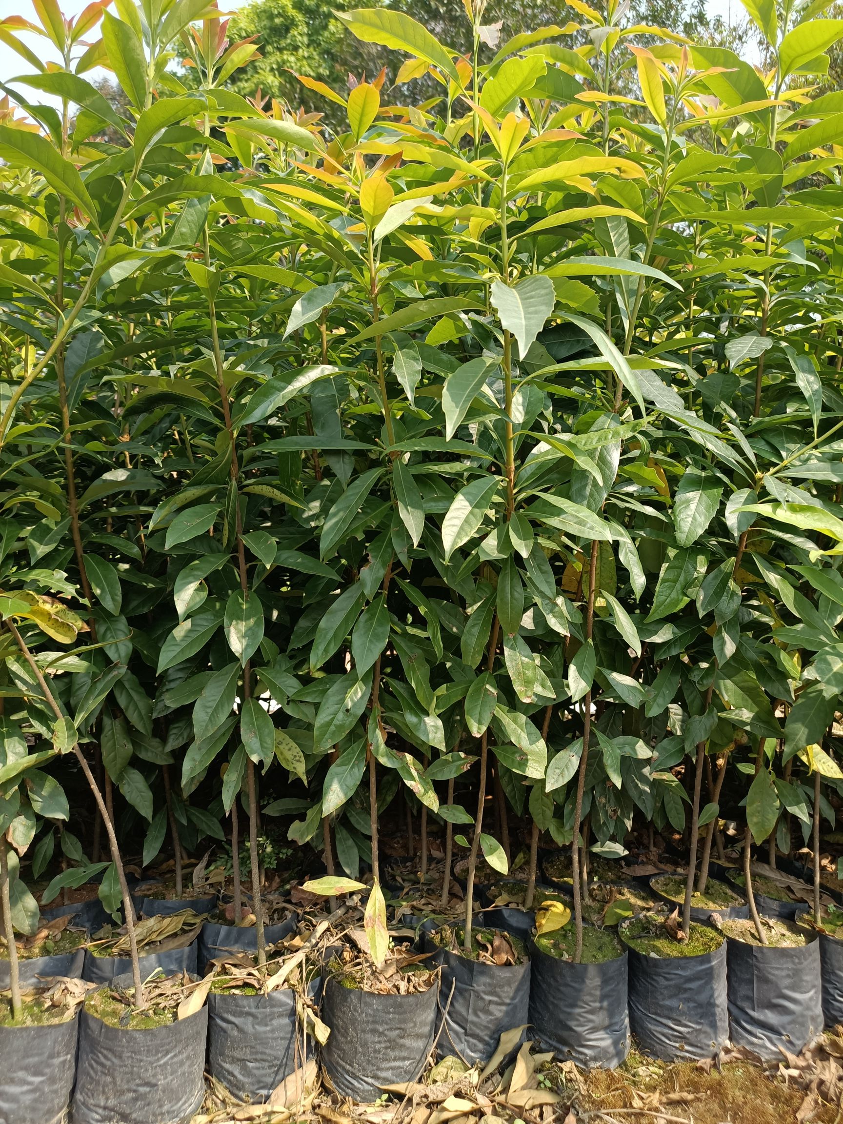 大袋60起木荷苗基地直销批发，有需要的老板请联系，量大有优惠