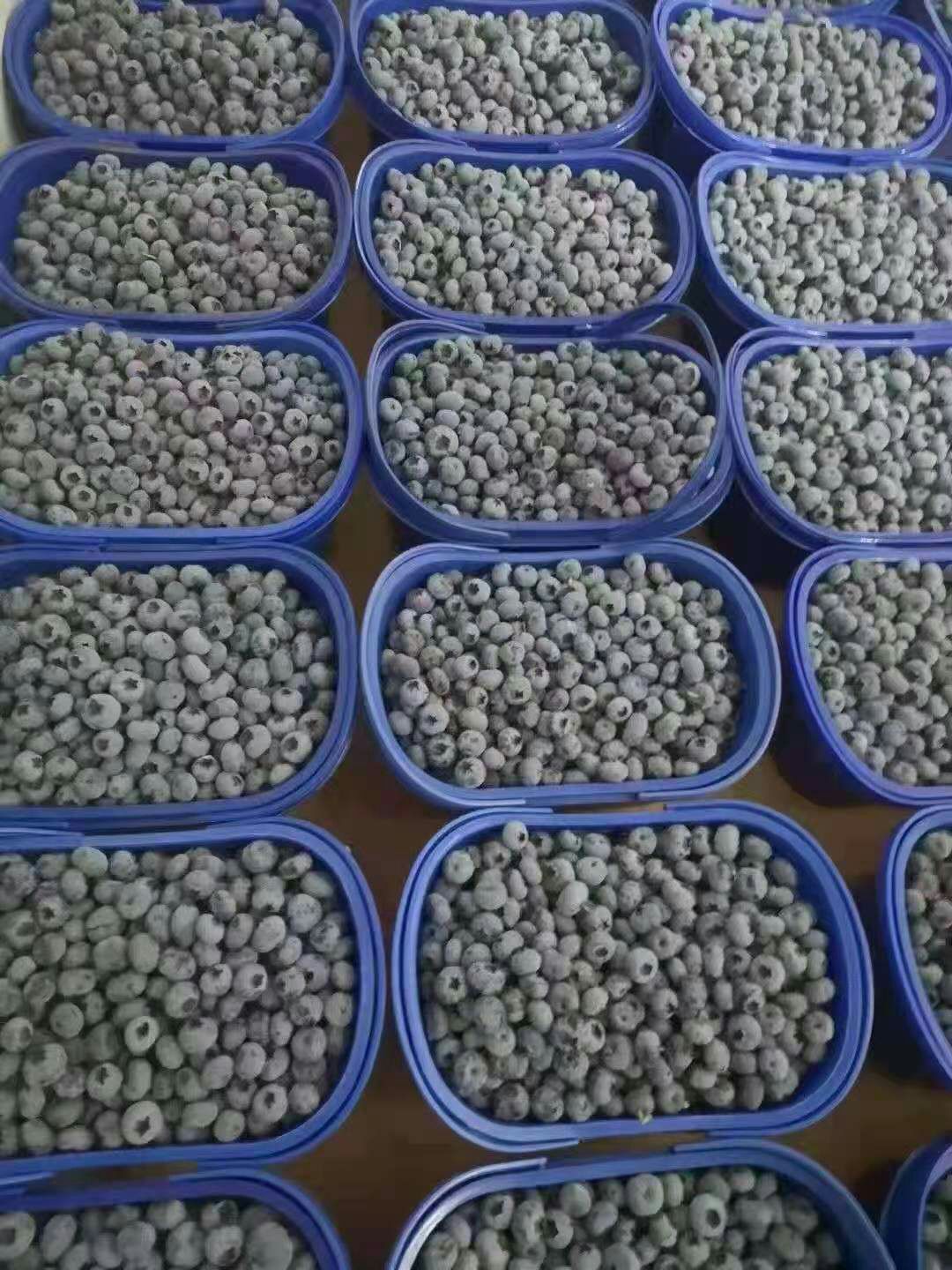 蓝莓几个品种都有产地发货 空运全国 当天到货