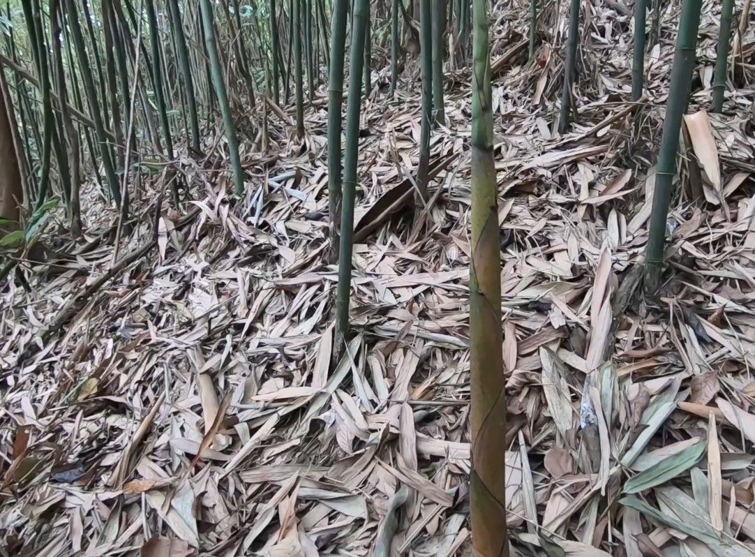 野生新鲜小竹笋