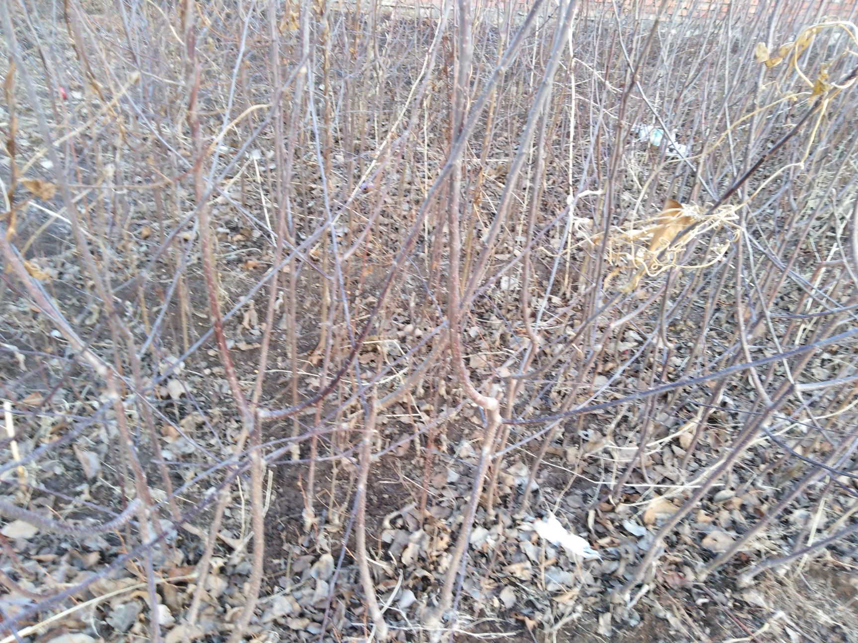 瑞雪苹果苗 大量出售苹果树