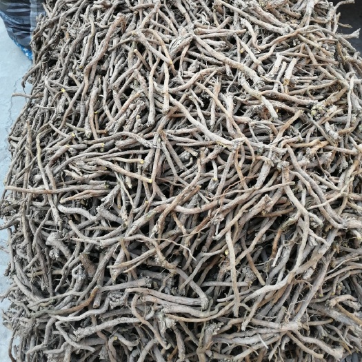 新绛县山西黄芩产地直供 符合国家标准含量经销商 药厂采购 欢迎选购
