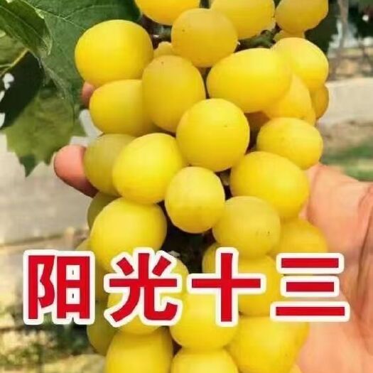 兴城市 出售阳光玫瑰葡萄苗，阳光十三，富士之辉，尼娜皇后种苗