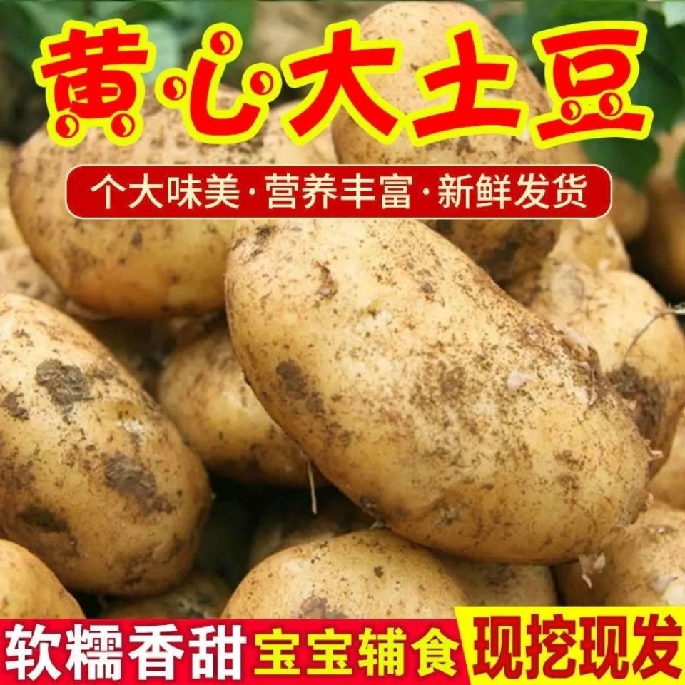 农家自种土豆新鲜蔬菜现挖黄心土豆马铃薯产地直发整箱超值包邮