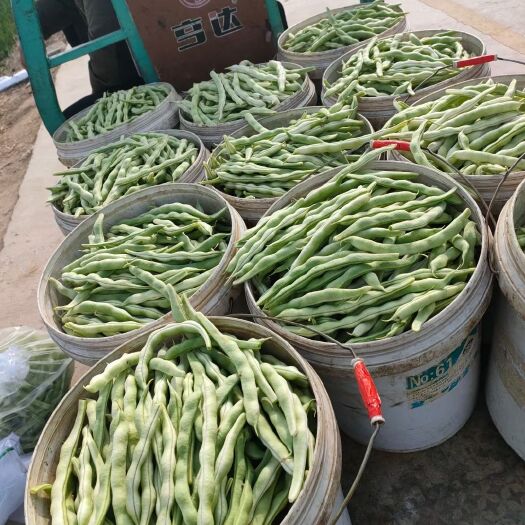 平度市无筋四季豆 四季豆，扁豆，芸豆