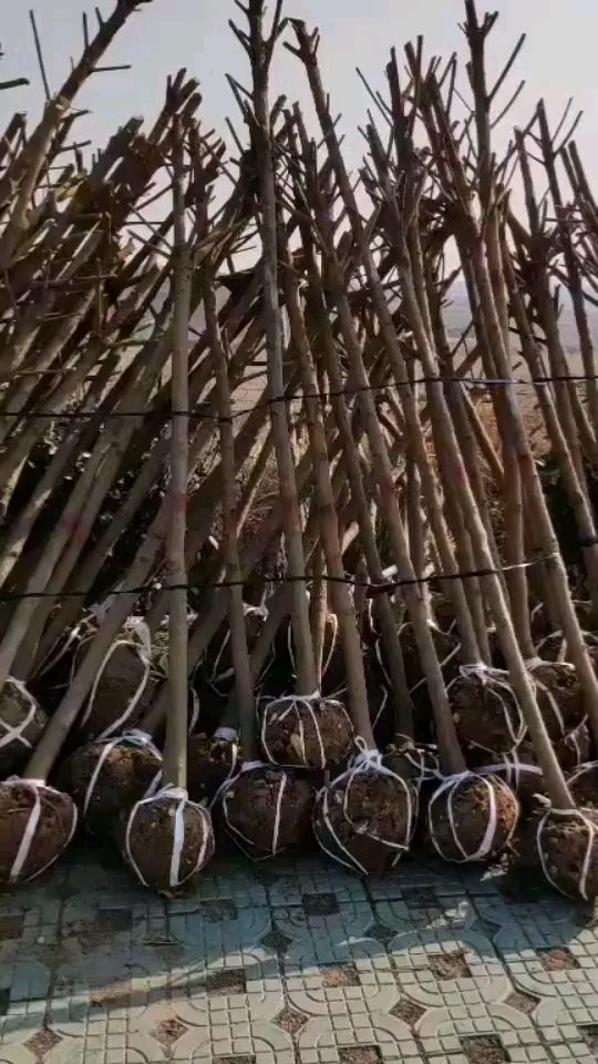 大五星枇杷苗  枇杷树苗 枇杷树