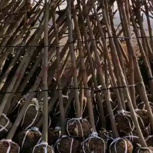 宁强县大五星枇杷苗  枇杷树苗 枇杷树