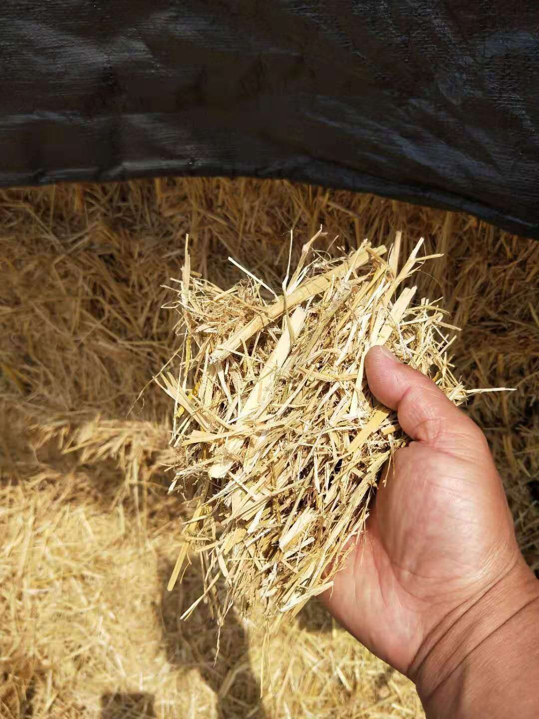 新疆哈密吐鲁番棉籽壳棉渣棉仁棉籽棉粕