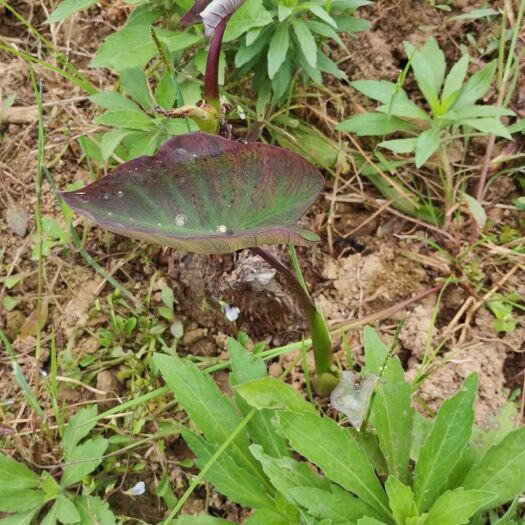  香芋头
