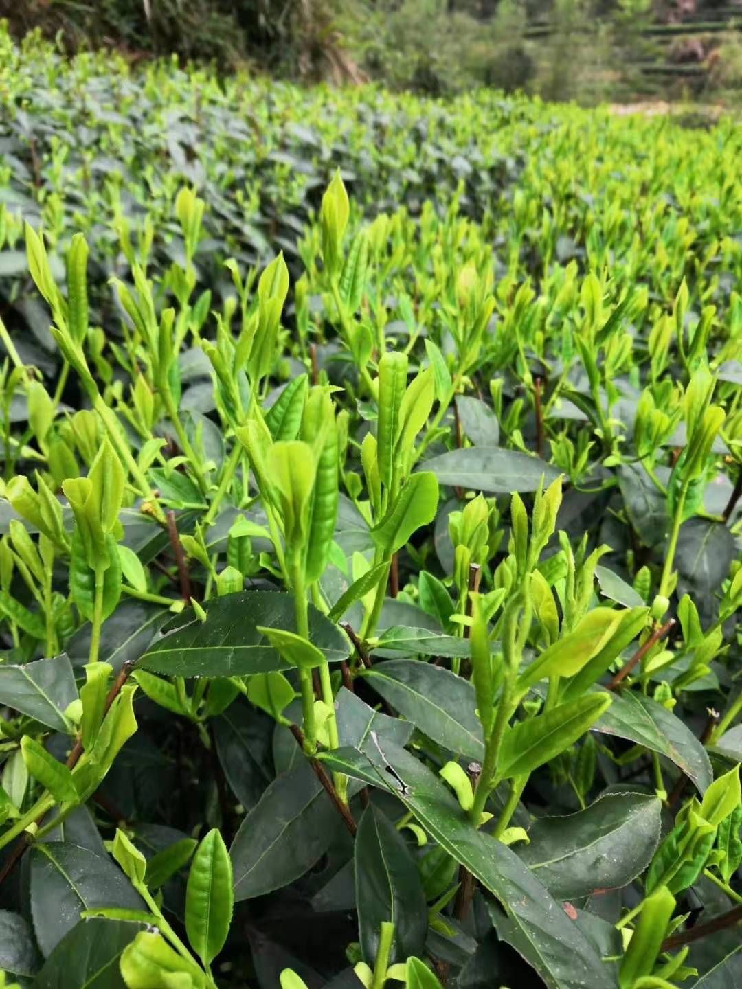  新茶上市，明前猴魁，茶香浓郁
