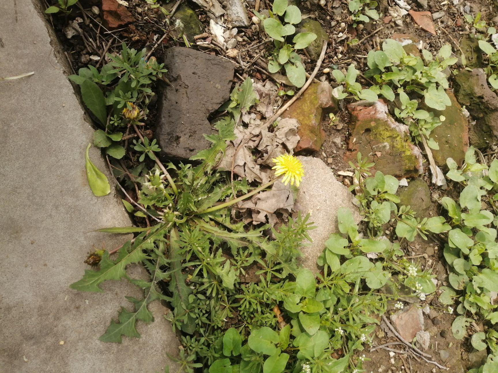 蒲公英菜 蒲公英叶，天然蒲公英，野生蒲公英