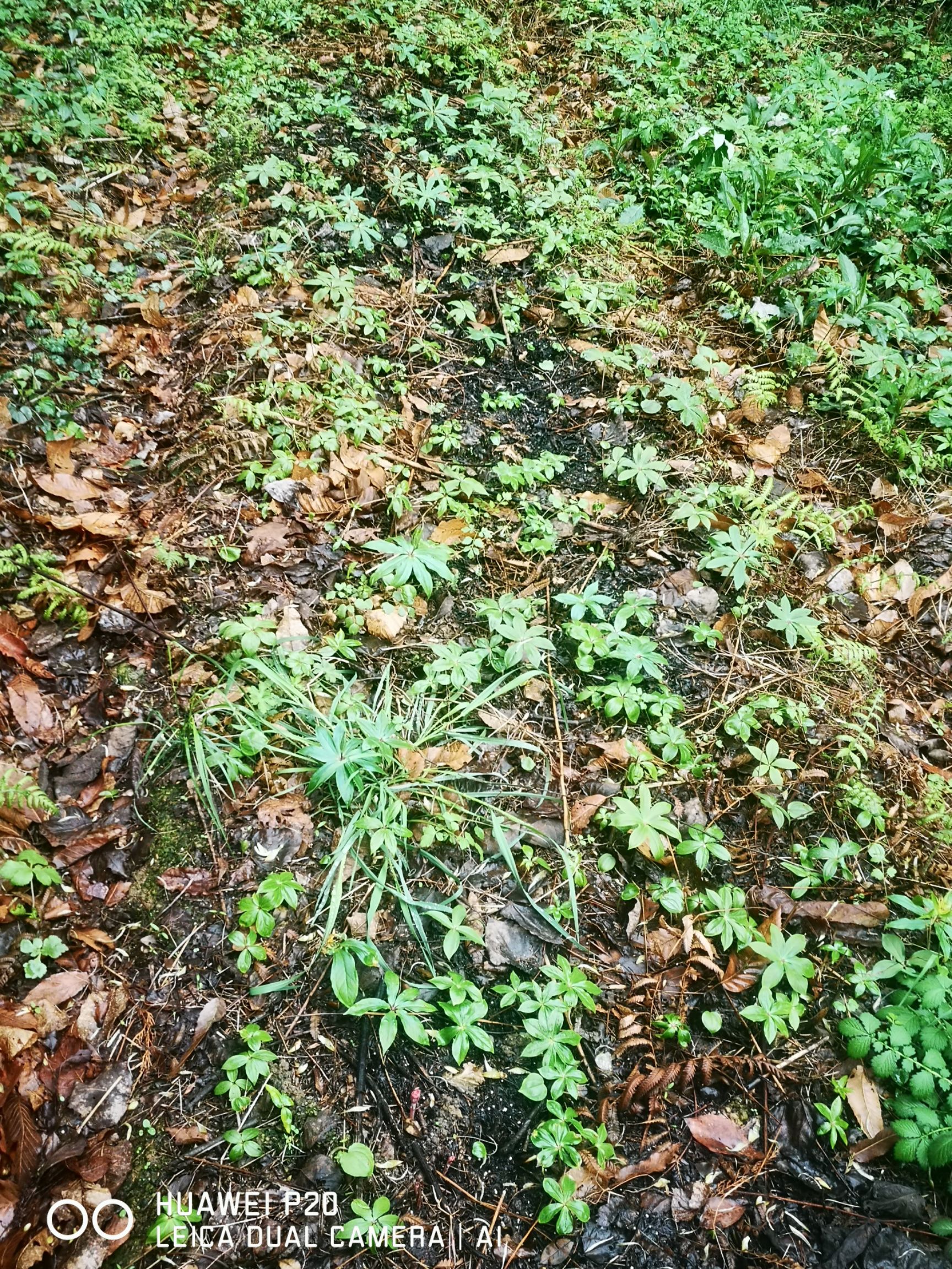 野生重楼苗