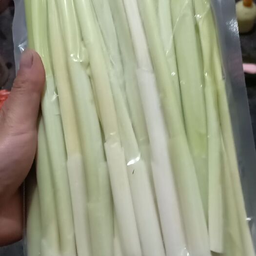 滕州市蒲菜  微湖天然浦菜出售