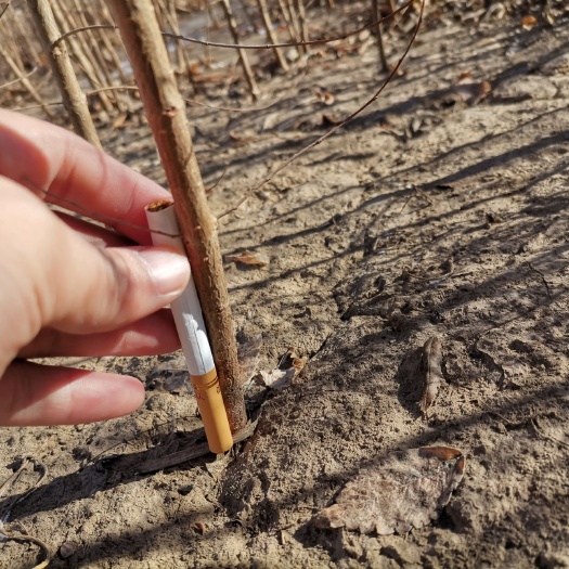 翁牛特旗榆树苗  榆树