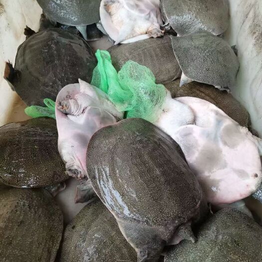 池州清溪花鳖 荷塘稻田甲鱼安徽池州发货，3.5斤起。3-5年