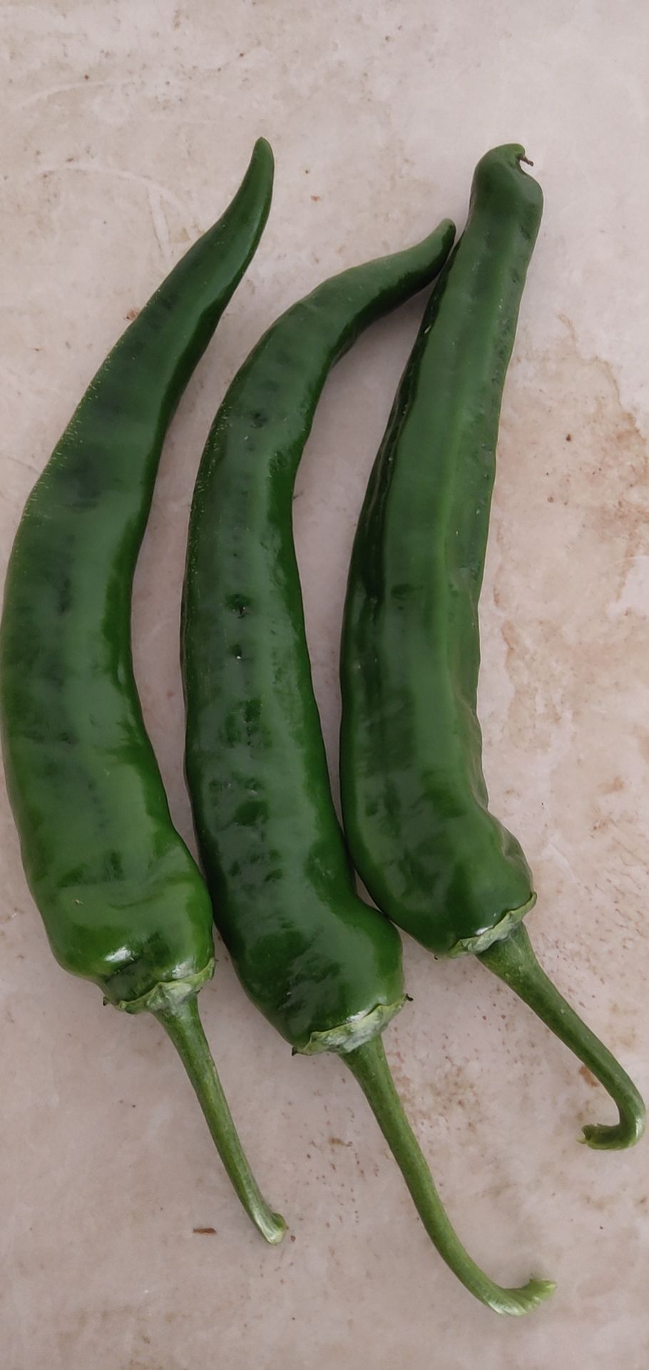 湘辣  皱皮青椒，8号软线椒